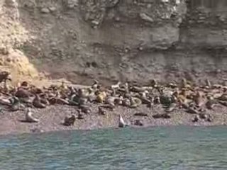 Lions de mer à Paracas