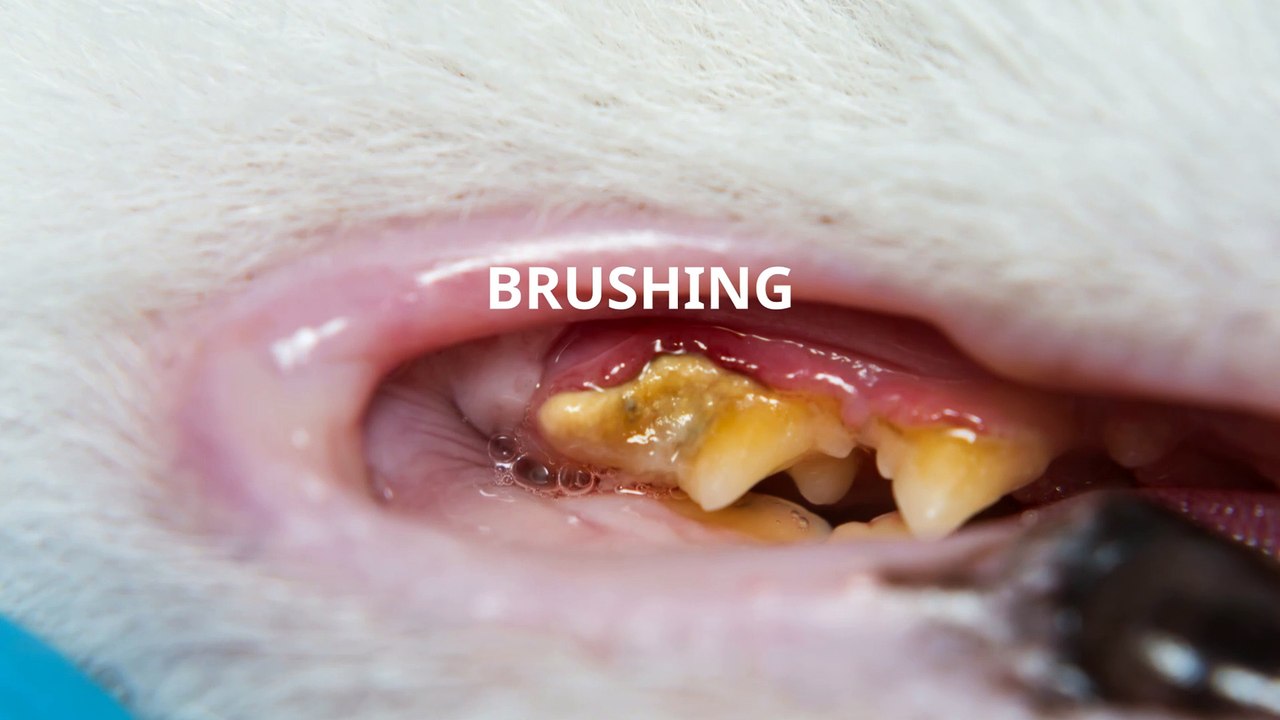 Tackling Stomatitis in Cats_ Tips & Tricks