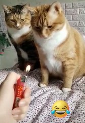 Cute cats video 2024 #funny #pets #funnyanimals #cat #shorts #short