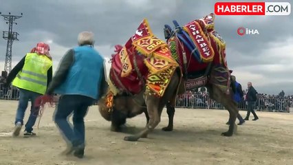 Yenipazar'da 40. Geleneksel Deve Güreşi Şenlikleri Coşkuyla Gerçekleşti