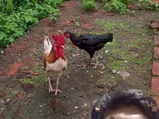 Hewan ayam jago