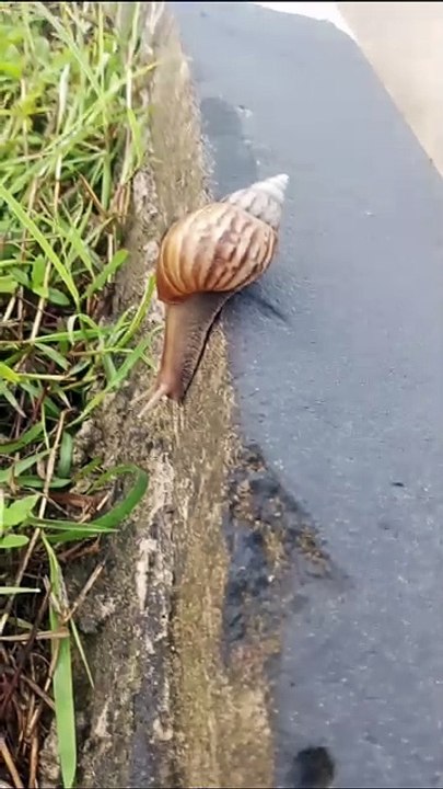Hewan siput