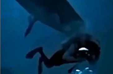 Tiburón sorprende a turista y muerde su cabeza