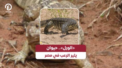 «الورل».. حيوان يثير الرعب في مصر