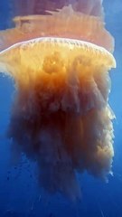 Água-viva gigante com mais de dez metros é vista em São Paulo