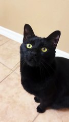 Black cat meowing