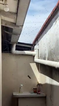 Enjambre de abejas atemoriza a vecinos de la zona de La Cuchilla, en Santa Cruz