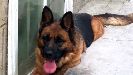 Jarman shepherd dog 🐕 barking#viral video #8kvideo