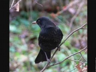 Le merle noir