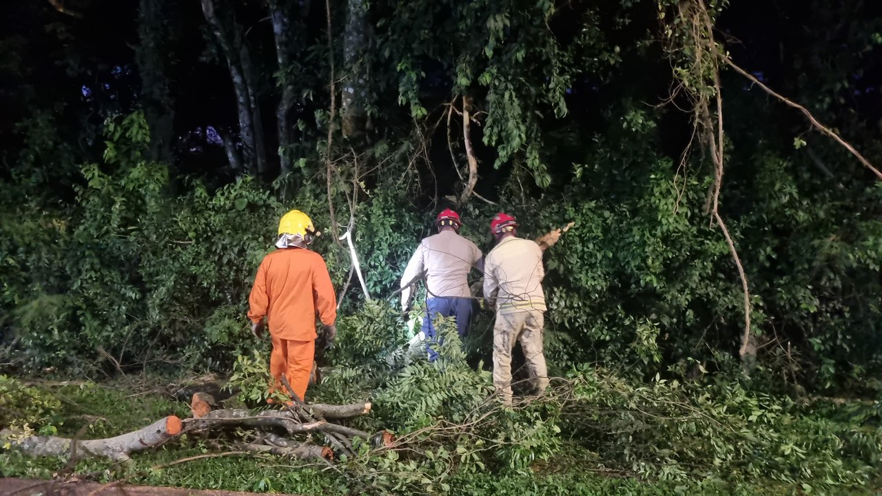 Corpo de Bombeiros realiza poda de árvore na Região do Lago