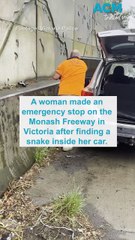 Snake slithers up drivers leg on busy Victoria highway