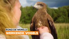 Rond de wereld: vogels aan het werk