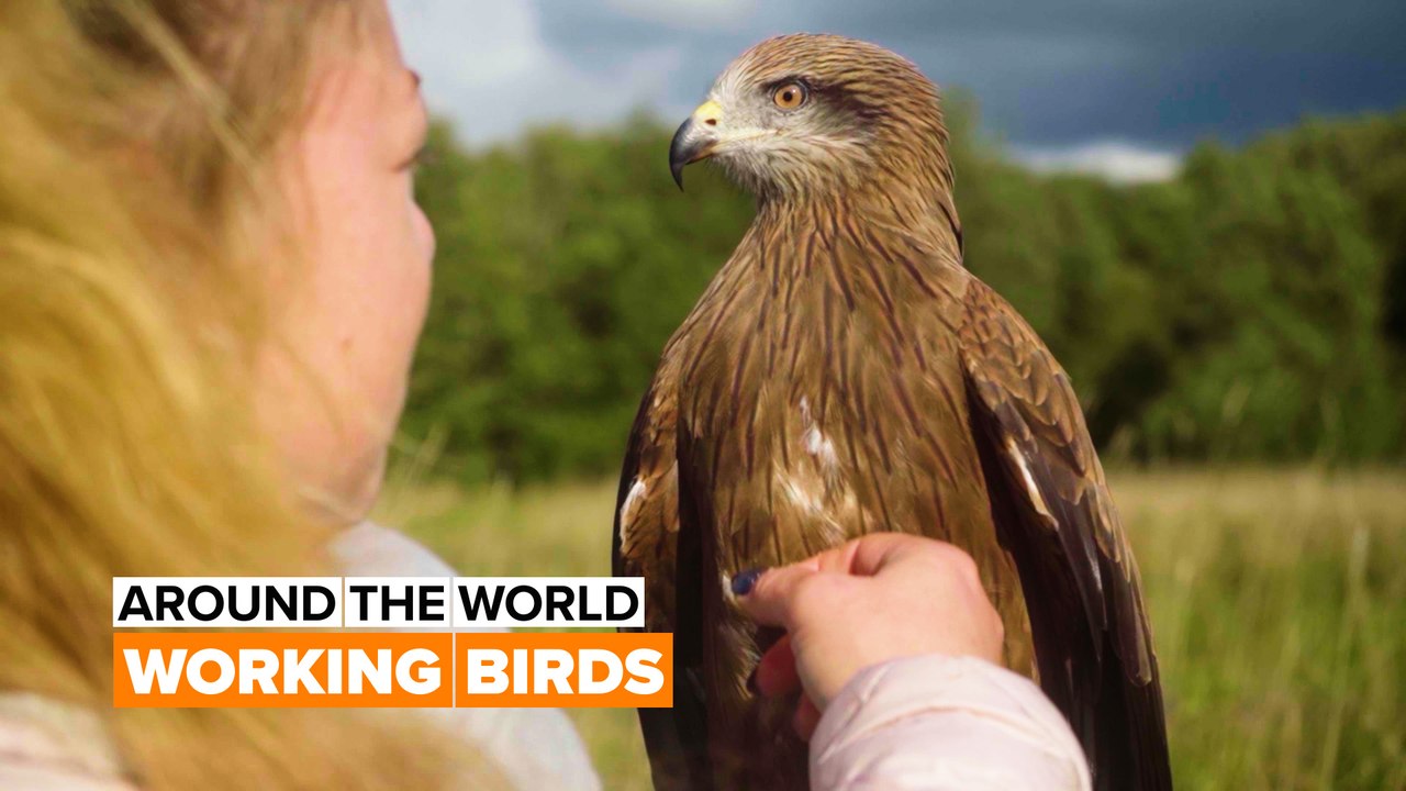 Around the world: This falcon is a field guard