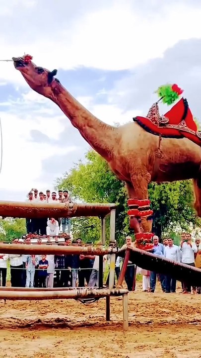 ,,,,,,,fun of camel,,,,,,,