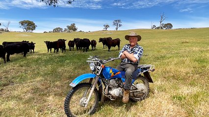 Euroa weaner sale preview
