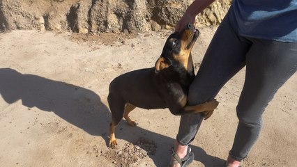 Pack Of Wild Dogs Begs To Be Rescued