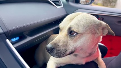 Pregnant Dog Jumps Into Car In Dollar General Parking Lot