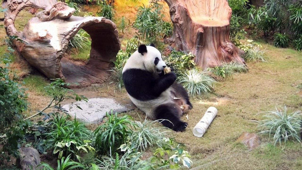 New giant pandas unveiled to media in Hong Kong before public debut