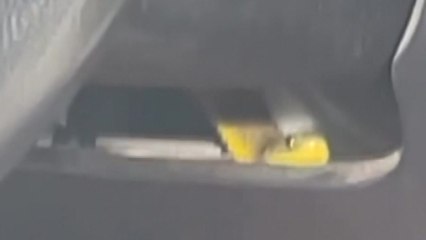 [나우쇼츠] 고속도로 주행 중 차 안에서 뱀이 '불쑥' / YTN