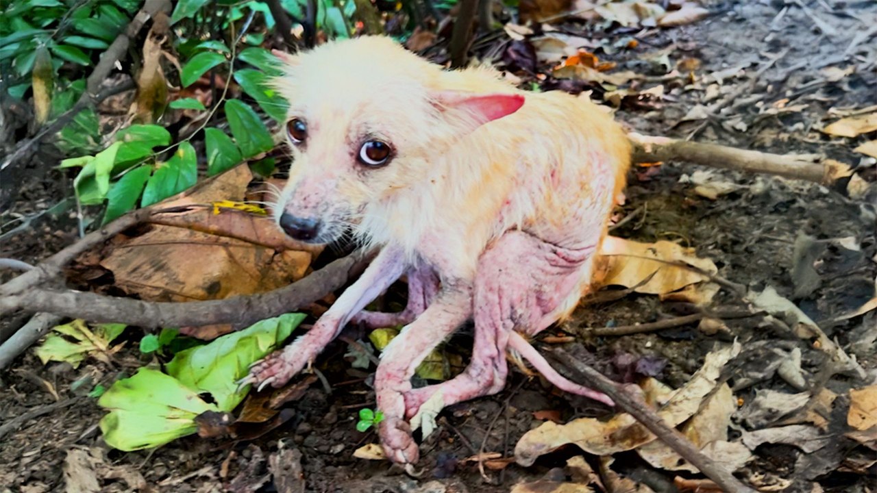 Dog Found In Forest Completely Transforms