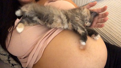 Kitten Is Obsessed With Mom's Baby Bump
