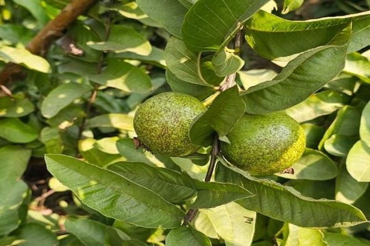 swm: आखिर क्यों आया एंगल लीफ एवं फ्रूट स्पॉट रोग की चपेट में अमरूद