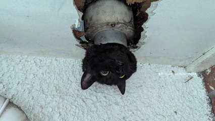 [나우쇼츠] 배수관에서 머리만 빼꼼...구사일생 고양이 화제 / YTN