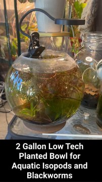 Long video talking about 2 gallon low tech planted bowl for aquatic isopods and blackworms