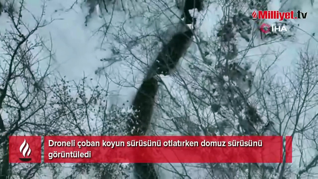 Droneli çoban koyun sürüsünü otlatırken domuz sürüsünü görüntüledi