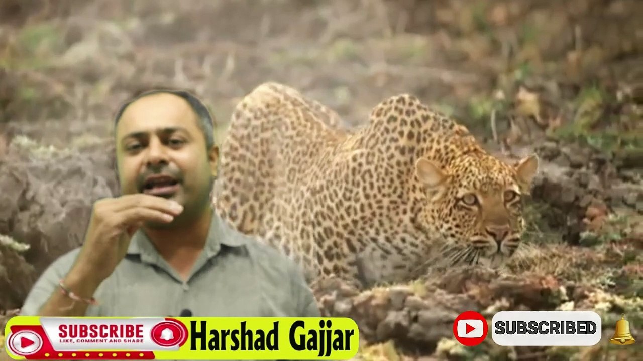 વિશ્વ જગુઆર દિવસ