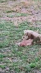 Little 🐅 tiger attack on little 🦌deer