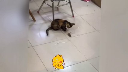 You Laugh You Lose😻🐶👋Funniest Dogs and Cats 2024🤣👋