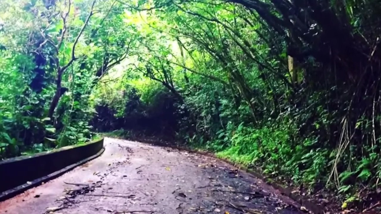 15 Roads Swallowed By Nature