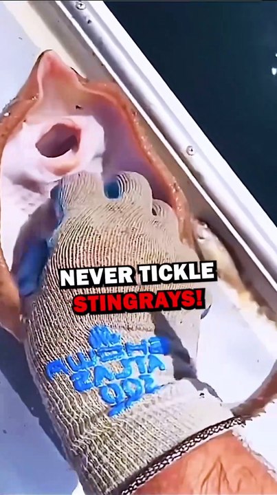 NEVER TICKLE STINGRAYS! #animals #animalstories #pets #animalrescue #cute #natureglobal #stingray