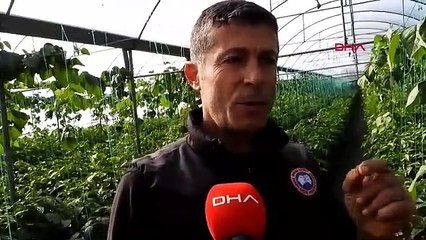 Zayıflamaya yardımcı oluyor... İşte Türkiye'nin en acı biberi