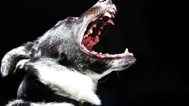 Dog barking sounds- 🐶 ringtone 8k 2024