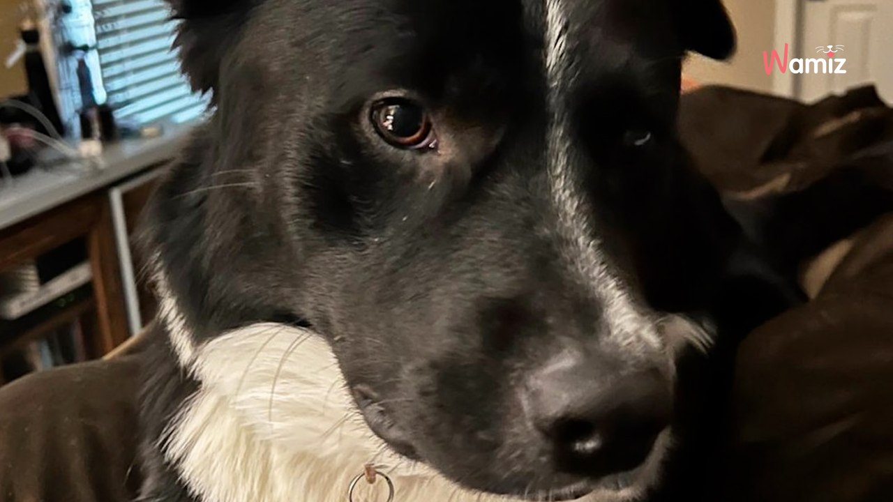 Mitten in der Nacht weckt er sie: Hund wird zum Lebensretter