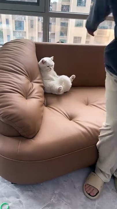 Le faux bras et le chat