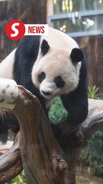 New giant pandas unveiled to media in Hong Kong ahead of public debut