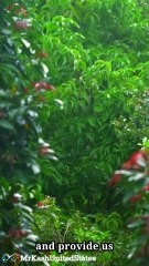 Importance Of Rain In English || part 04....Subscribe for contents. #shorts #nature #relaxing #relax