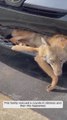 Una familia rescata a un coyote que había quedado paralítico tras ser atropellado y consigue curarle