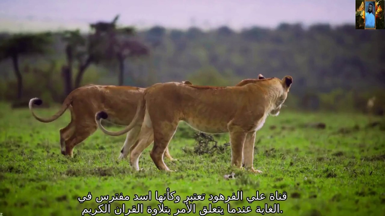 قران الكريم 💚حزين يبكي💚 القلب 💚تدمع له العين💚 قناة علي الفرهود القران الكريم