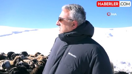 Muş'ta Erken Yağan Kar 2 Bin Koyunun Mahsur Kalmasına Neden Oldu