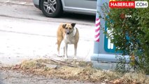 Çankaya'da Sahipsiz Köpek Sorunu Mahalleliyi Tedirgin Ediyor