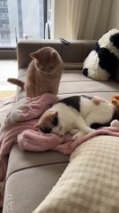 She remembers what he did last year