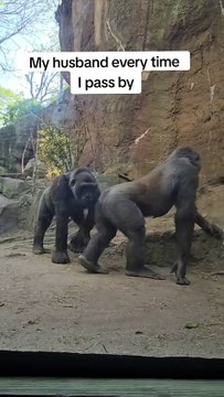 Gorillas are playing and one of them gets a little frisky!