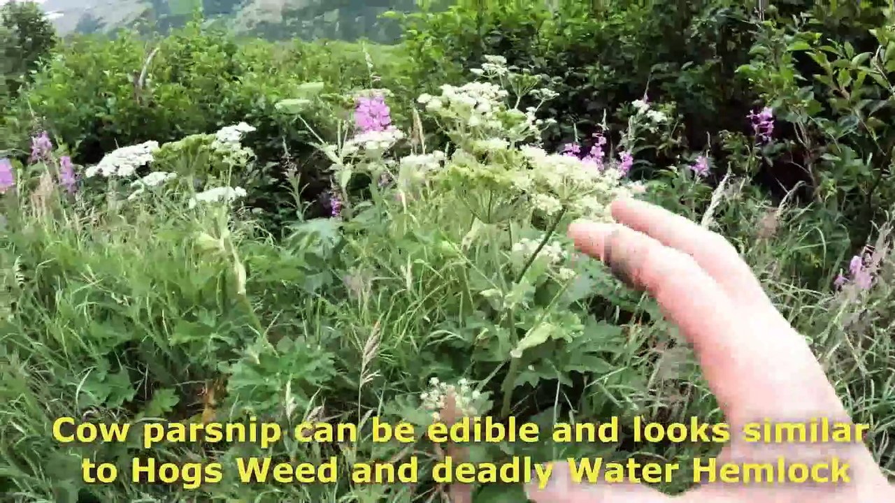 Mountain Survival & Bushcraft Camping - Fishing for Dinner, Foraging and Building a Survival Shelter