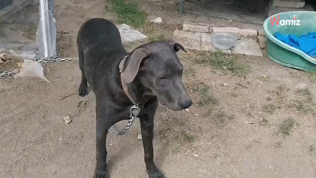 Suite aux soucis de santé de sa maîtresse, cette chienne de 8 mois est souvent enchaînée et doit trouver une solution