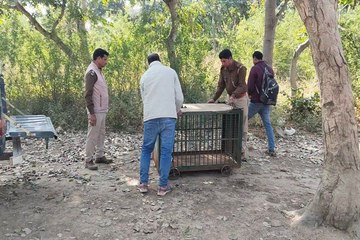 बघेरे को पकड़ने के लिए लगाया पिंजरा, लोगों में दहशत का माहौल
