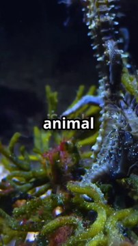 Amazing Facts About Sea Horses